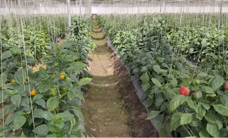 haryana new haryana new