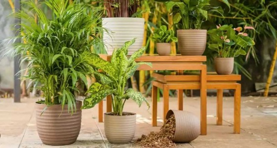 Urban plantation drives boost global flower pots and planters market