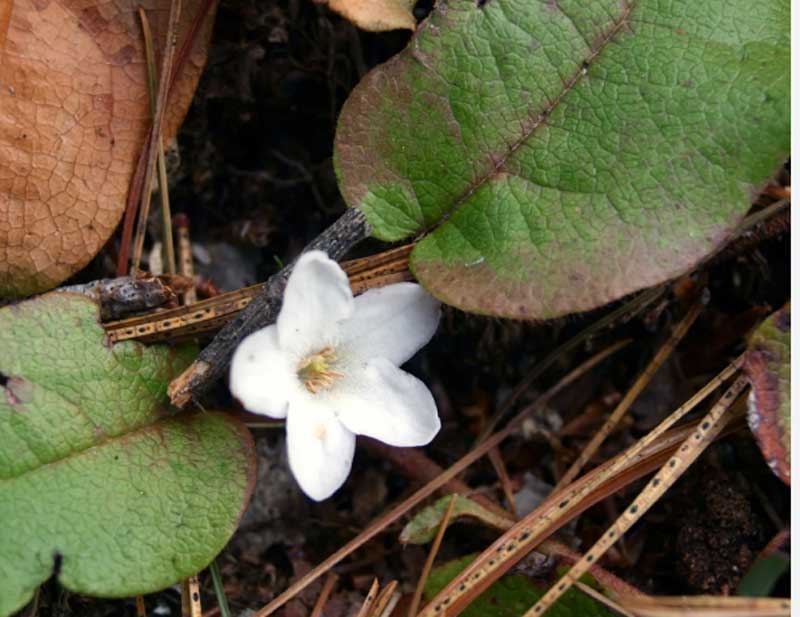 May flower new May flower new