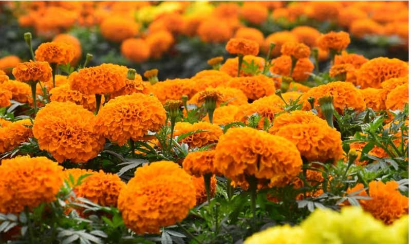 sitamadhi new sitamadhi new