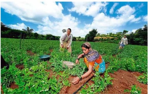 AP doubles subsidies to boost horticulture yield in Srikakulam