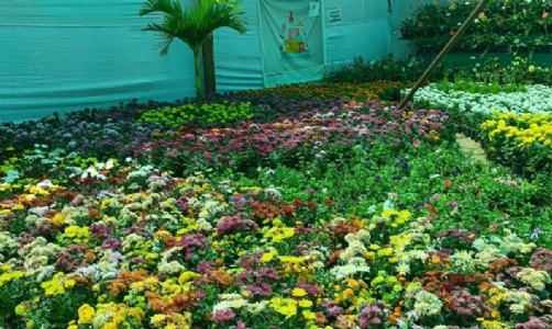 Joy and excitement bloom at Ernakulam flower festival