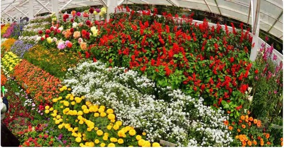 Ooty gears up to welcome visitors in upcoming vibrant flower festivals