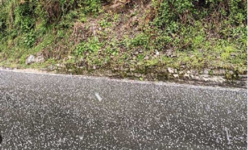 Hailstorm and rain ruin standing crops in Solan district