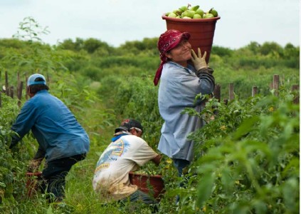 Skin cancer risk high among horticulture workers: Survey
