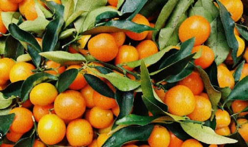 Mudkhed Orange gains fame, hits shelves in international markets