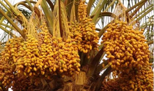 बीकानेर के किसान खजूर की खेती से कर रहे हैं लाखों की कमाई
