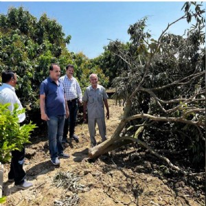 Kangra’s fruit growers hit hard amid natural calamities