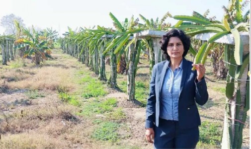 Empowering farmers: Haryana woman brings dragon fruit revolution
