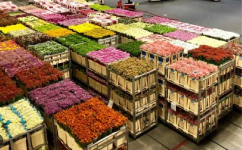 Largest flower auction center: Millions of flowers sold daily at Aalsmeer
