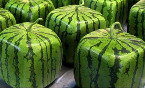 Luxury on plate: World’s most expensive fruits
