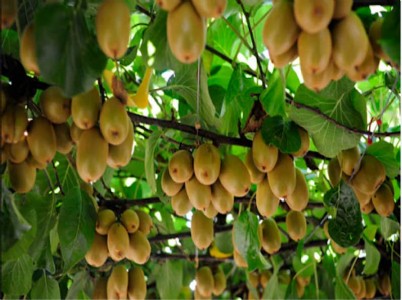 Kiwi farming flourishes in Indian hills