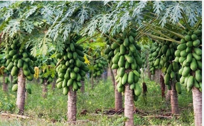 papaya new papaya new