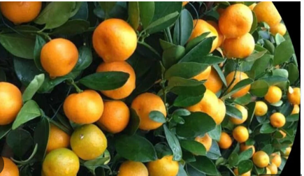 citrus 
