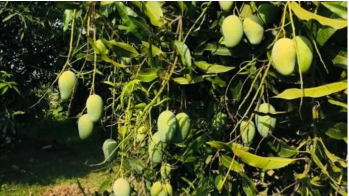 jharkhand new jharkhand new