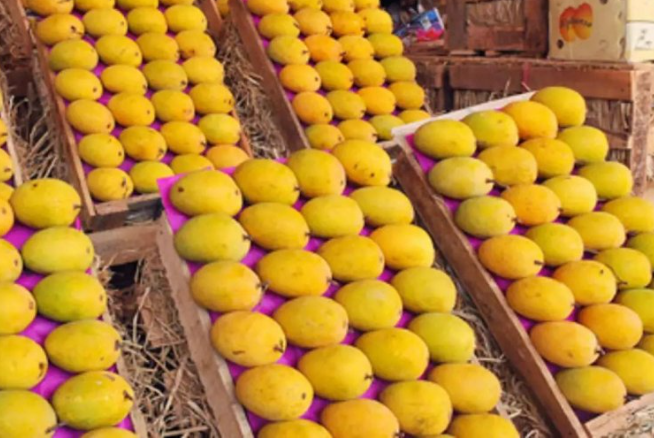 mango-1753349722.png mango-1753349722.png