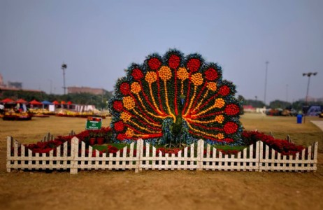 ग्रेटर नोएडा पुष्प प्रदर्शनी की तैयारी शुरु, चौराहों पर दिखेंगे कैलेंडुला फूल