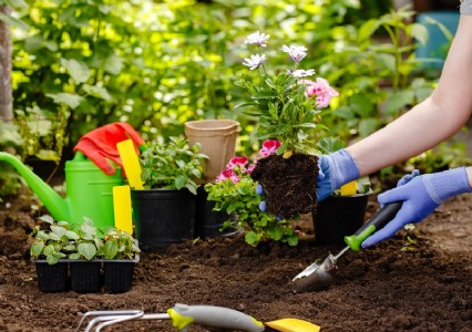 जनवरी के सर्द मौसम में गार्डन में लगे पौधे की कैसे करें देखभाल