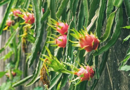 स्ट्रॉबेरी और ड्रैगन फ्रूट की बागवानी से अपना भविष्य संवार सकते है बागवान