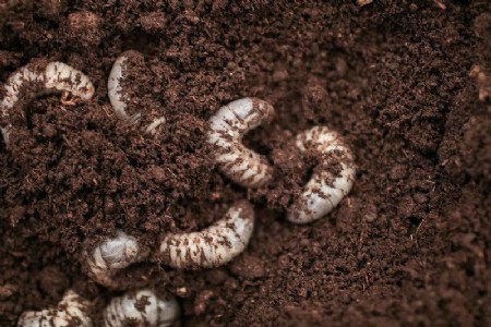 गमले की मिट्टी में लगे कीड़े या चिंटियों को कैसे सफाया करें