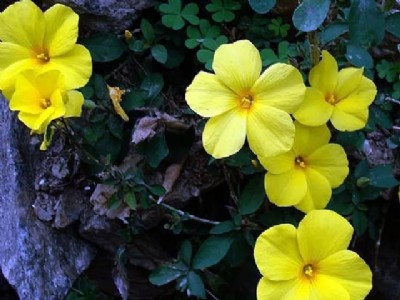 बसंत के आगमन के संकेत देता है यह फूल,इस राज्य के संस्कृति का है हिस्सा