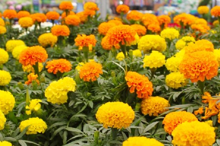 बागपत के किसान कर रहें हैं गेंदा फूल की खेती