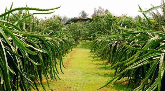 ड्रैगन फ्रूट की खेती करने पर सरकार दे रही है सब्सिडी