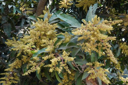 आम की बागवानी करते है तो फरवरी में करें यह आसान उपाय