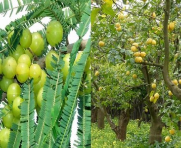भारतीय कृषि अनुसंधान संस्थान झारखंड के प्रधान वैज्ञानिक ने कहा बागवानी क्षेत्र में काफी संभावनाएं