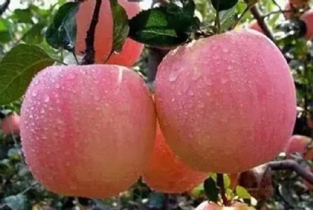 ट्रेड डील से कश्मीरी सेब पर छा सकता है संकट का बादल