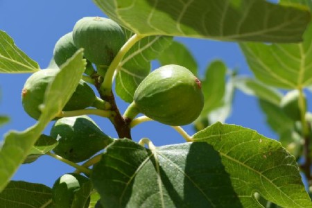 पूरी दुनिया में प्रसिद्ध है महाराष्ट्र के पुरंदर की अंजीर बागवानी