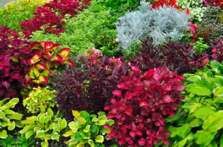 रंगीन पत्तियों वाले पौधों से सजाएं अपनी गार्डन और बालकनी