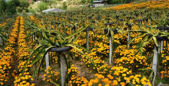 ड्रैगन फ्रूट और गेंदे की खेती से होगी बंपर कमाई