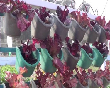 कृषि प्रदर्शनी में 8 राज्यों के किसान-बागवान हुए शामिल