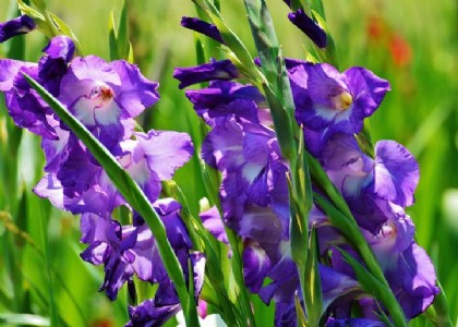 फूलों की खेती से इस बुजुर्ग किसान करता है लाखों रुपये की कमाई