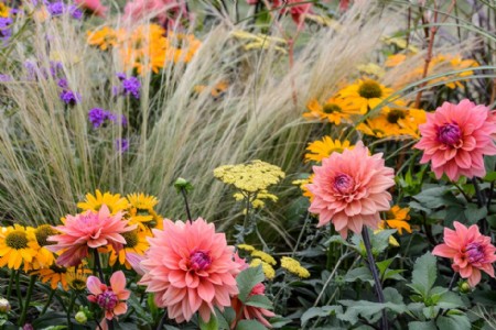 गार्डन में उगाएं ये खास फूल, नेशनल सीड्स कॉरपोरेशन से घर बैठे मंगाएं बीज