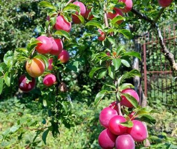 नैनीताल में यह दंपति मिलकर करते है एप्पल बेर की बागवानी