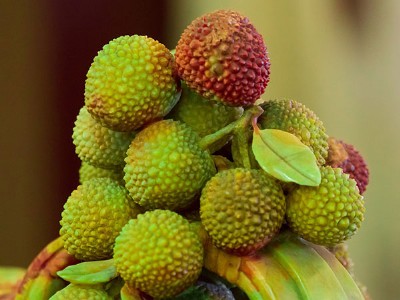 उत्तराखंड में एकीकृत बागवानी विकास योजना से 2030 तक फलों के पौधे लगाए जाएंगे