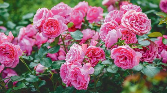 रतलाम की यह महिला गुलाब की खेती से करती है लाखों की कमाई