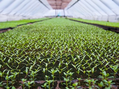 पॉलीहाउस में नर्सरी तैयार कर यह किसान करता है 75 लाख सालाना का टर्नओवर