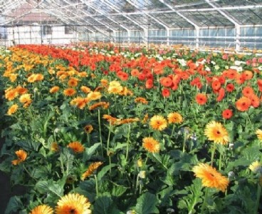 पॉलीहाउस निर्माण के लिए मध्य प्रदेश सरकार दे रही है 50 प्रतिशत सब्सिडी