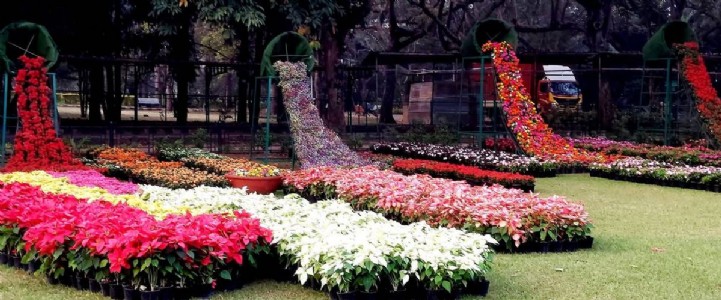 भरतपुर के पुष्प प्रदर्शनी में सजा कैक्टस का अद्भुत संसार