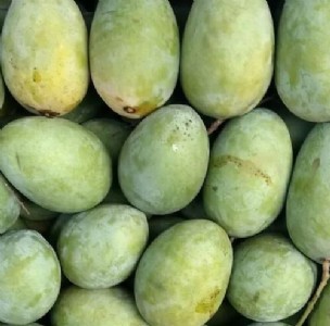 बिहार के बहुआ और दीघा आम को मिलेगा जीआई टैग