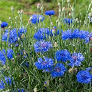 MBA की डिग्री लेकर सहारनपुर का यह युवा नीले फूलों की खेती से कमा रहा है बेहतर मुनाफा