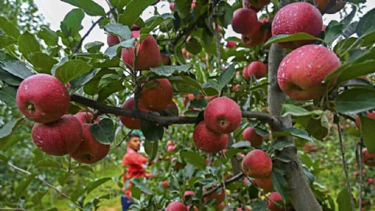 किसानों को फल व फूलों की खेती को अपनाने पर दिया गया जोर