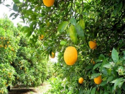 बागवानी करने पर 70 फीसदी तक मिलेगा अनुदान