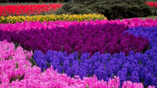 ग्रेटर नोयडा में आज से चार दिवसीय पुष्प प्रदर्शनी का आयोजन