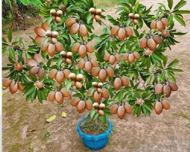 अपनाएं ये आसान तरीका और बालकनी में उगाएं फलदार चीकू का पौधा