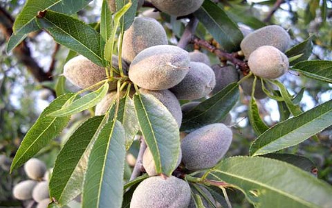 केंद्रीय कृषि विश्वविद्यालय में फलों के 281 पेड़ों की निविदा जारी की गई