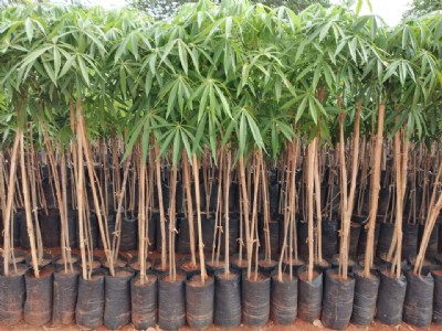 वाराणसी में एक साथ लगाए जाएंगे तीन लाख पौधे